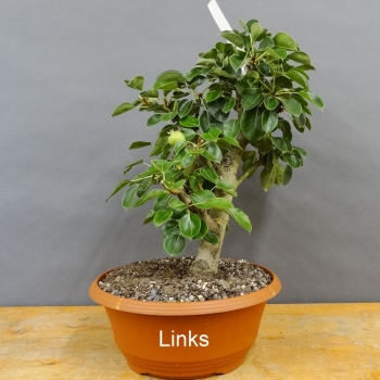 Chinesische, Birne, Pyrus, calleryana