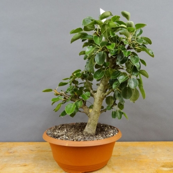 Chinesische, Birne, Pyrus, calleryana