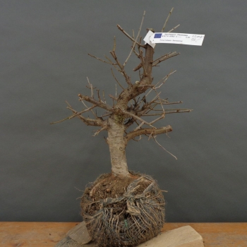 Prunus mahaleb, Steinweichsel, Bonsai