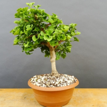 Ginkgo biloba Bonsai
