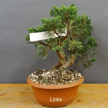 Juniperus chinensis 'Blaauw'