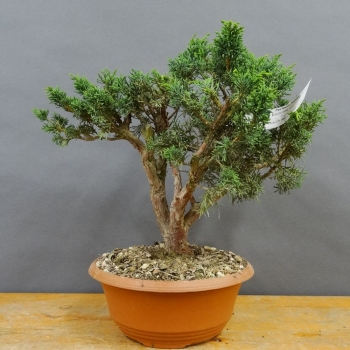 Juniperus chinensis 'Blaauw'