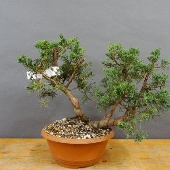 Juniperus chinensis 'Blaauw'