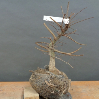 Japanische Zelkove - Zelkova serrata B10