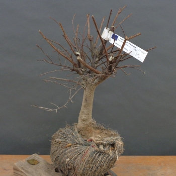 Japanische Zelkove - Zelkova serrata B2