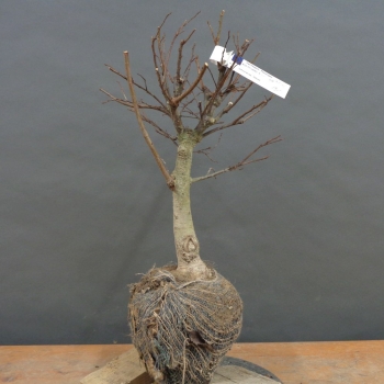 Japanische Zelkove - Zelkova serrata B3