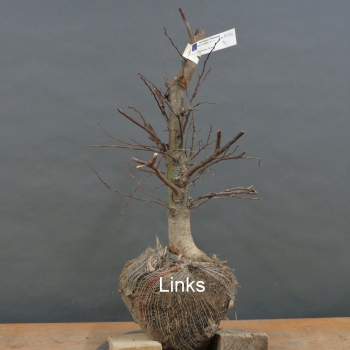 Preview: Pre-Bonsai, Zelkova serrata