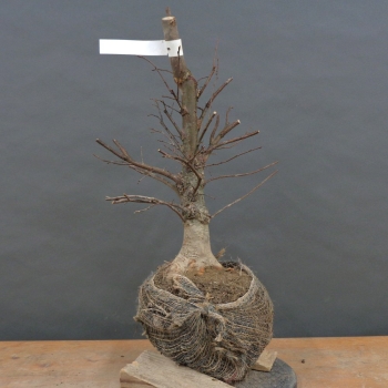 Japanische Zelkove - Zelkova serrata B6