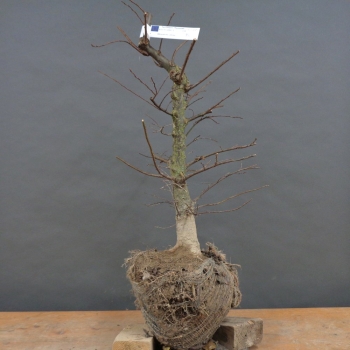 Japanische Zelkove - Zelkova serrata B7