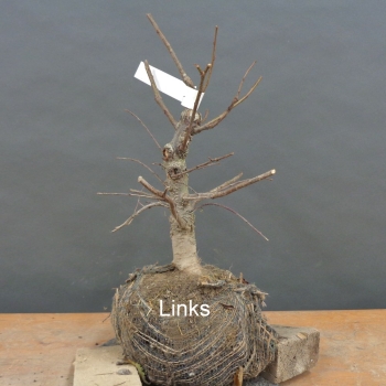 Preview: Pre-Bonsai, Zelkova serrata