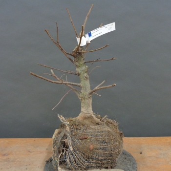 Japanische Zelkove - Zelkova serrata B8