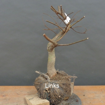 Preview: Pre-Bonsai, Zelkova serrata