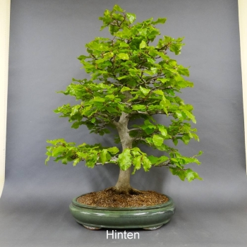 Rotbuche - Fagus sylvatica 20