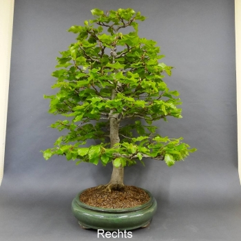 Rotbuche - Fagus sylvatica 20