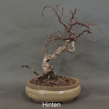 Preview: Pre-Bonsai, Sandbirke, Betula pendula
