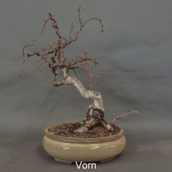 Pre-Bonsai, Sandbirke, Betula pendula