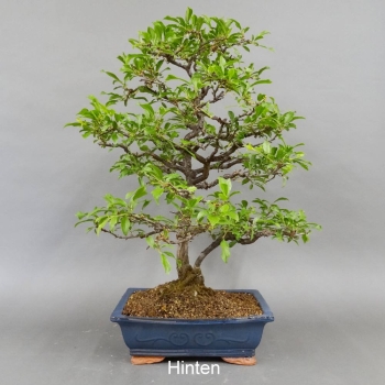 Schlehe, Schwarzdorn, Bonsai