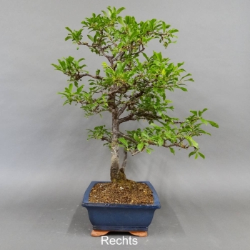 Schlehe, Schwarzdorn, Bonsai