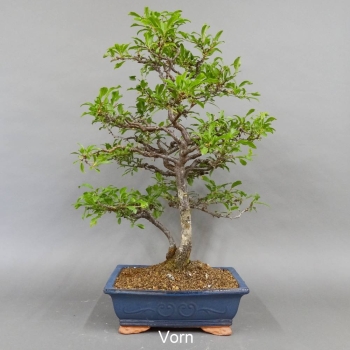 Schlehe - Prunus spinosa 1