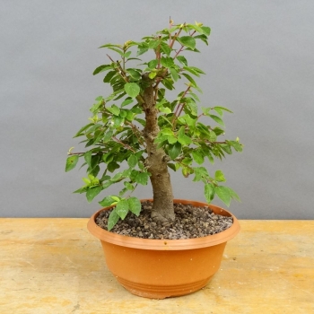 Prunus spinosa, Schlehdorn