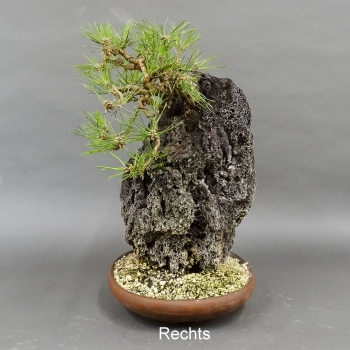 Pinus thunbergii Schwarzkiefer
