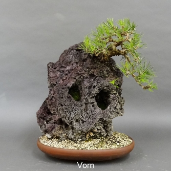 Pinus thunbergii Schwarzkiefer