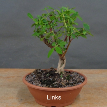 Preview: Blaue Heckenkirsche, Lonicera, caerulea