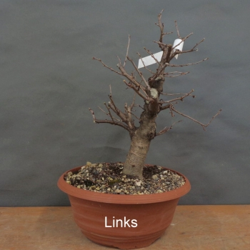 Preview: Prunus mahaleb, Steinweichsel, Bonsai