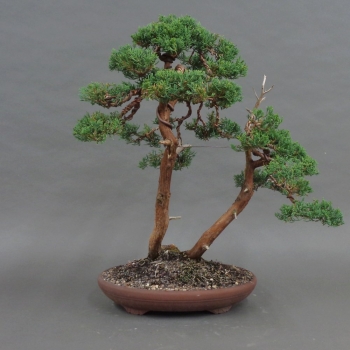 Chinesischer Wacholder - Juniperus chinensis 'Blaauw' 3