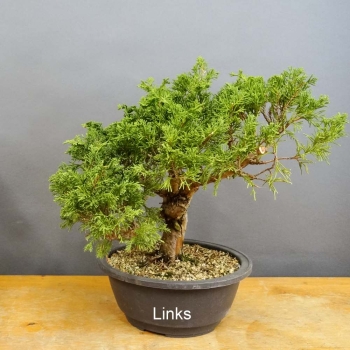 Juniperus chinensis