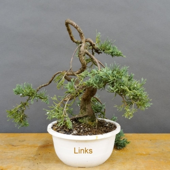 Juniperus chinensis
