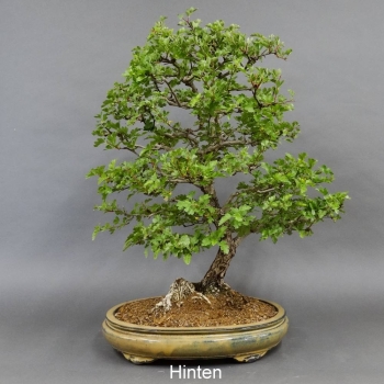 Bonsai, Crataegus laevigata, Weissdorn