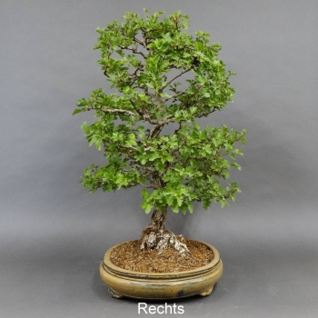Bonsai, Crataegus laevigata, Weissdorn