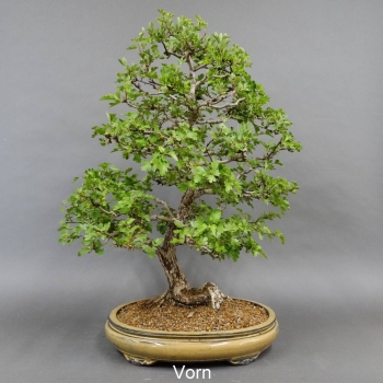 Bonsai, Crataegus laevigata, Weissdorn