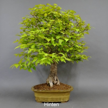 Bonsai Japanische Zelkove