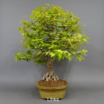 Bonsai Japanische Zelkove
