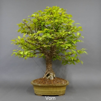 Bonsai Japanische Zelkove