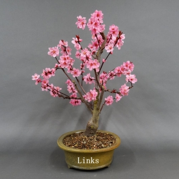 Pfirsisch, Bonsai