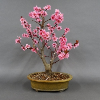 Pfirsisch, Bonsai