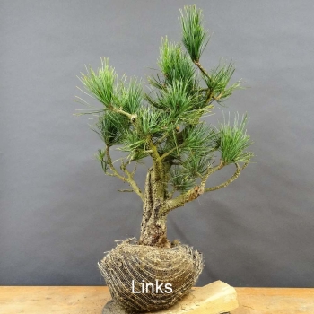 Pinus cembra Zirbelkiefer