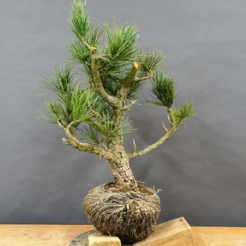 Pinus cembra Zirbelkiefer