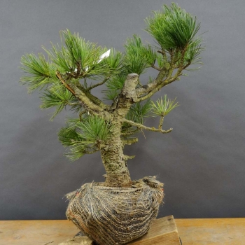 Pinus cembra Zirbelkiefer