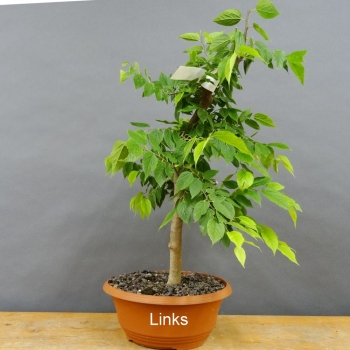 Zuergelbaum, Celtis occidentalis