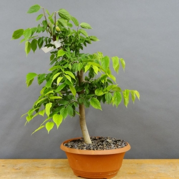 Zuergelbaum, Celtis occidentalis