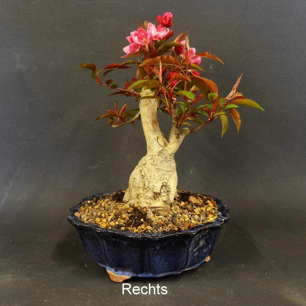 Bonsai, Zierapfel, Malus, Liset
