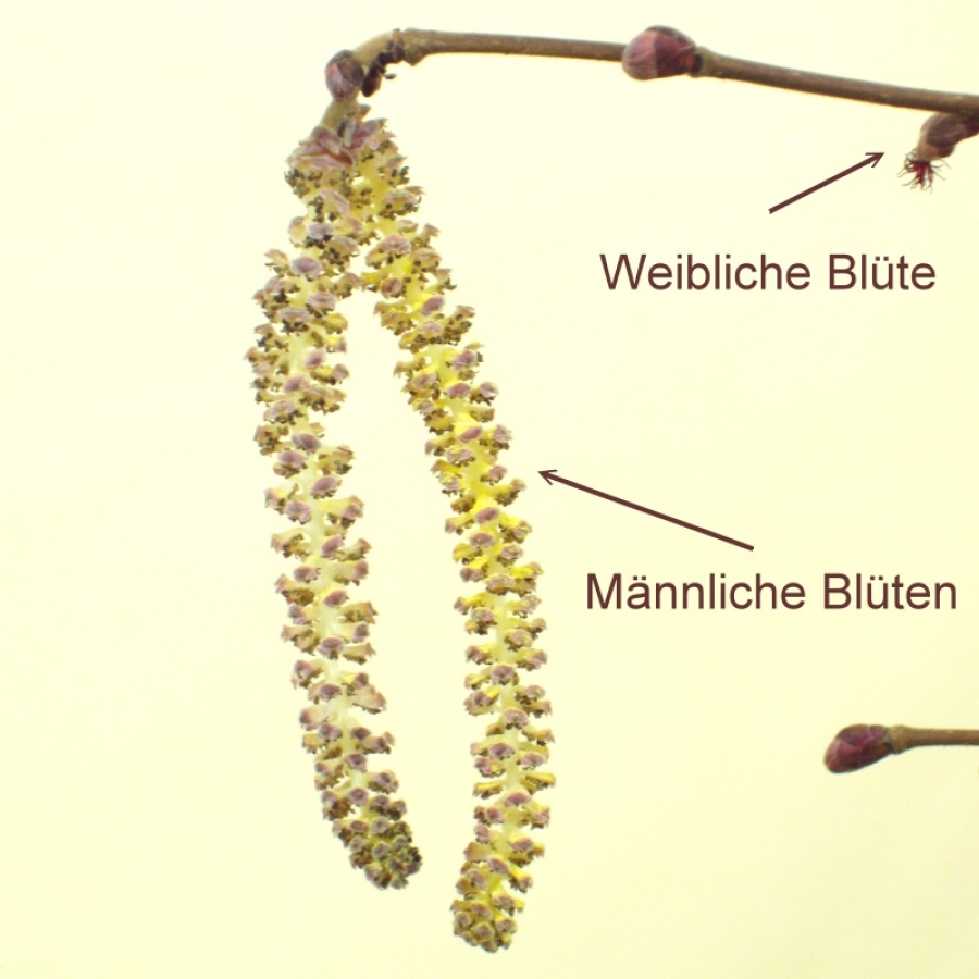Hasel Blüten männlich weiblich