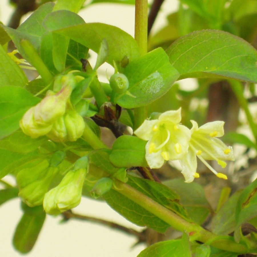 Blaue Heckenkirsche, Lonicera, caerulea