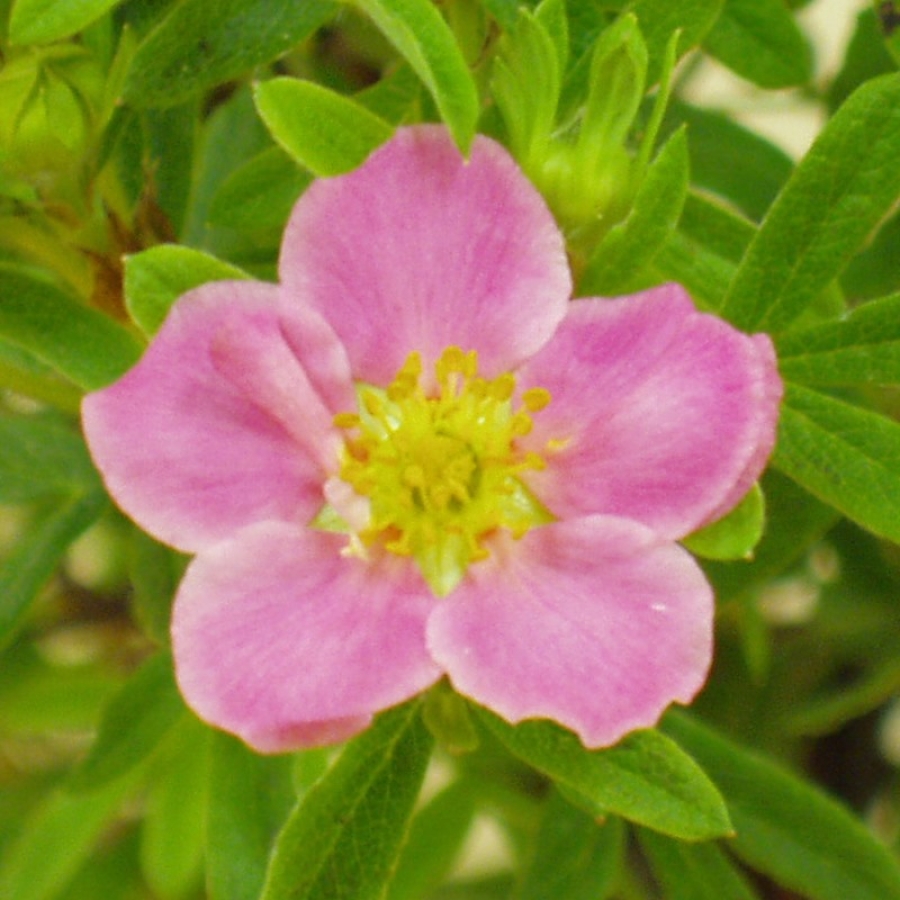 Fingerstrauch rote Bluete