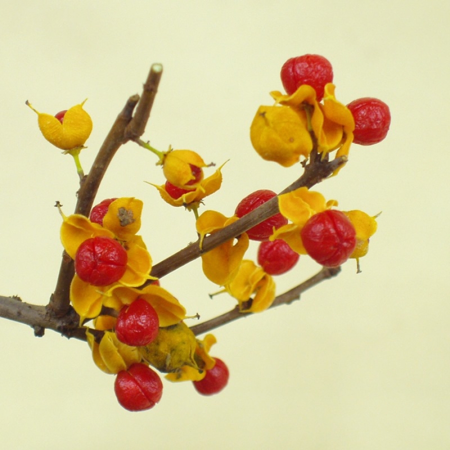 celastrus_orbiculatus_Fruechte