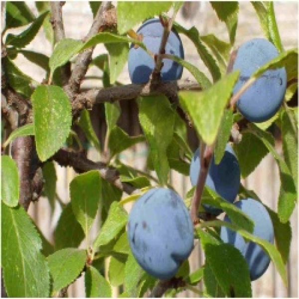 Prunus spinosa RPsp1 Früchte